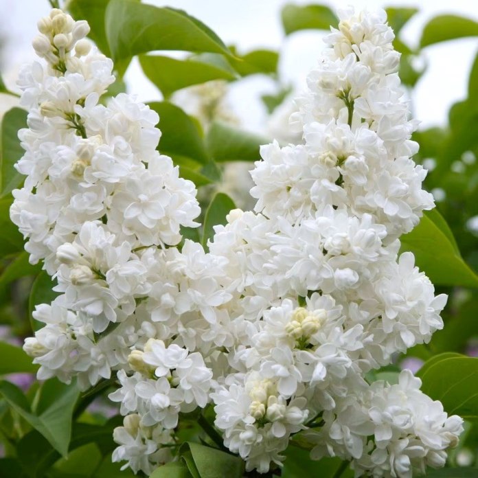 Lilak pospolity Madame Lemoine